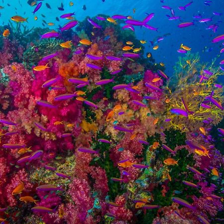 Sau Bay Resort - Off Taveuni Na Sau Bay 외부 사진