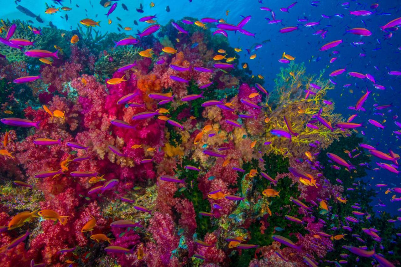 Sau Bay Resort - Off Taveuni Na Sau Bay 외부 사진